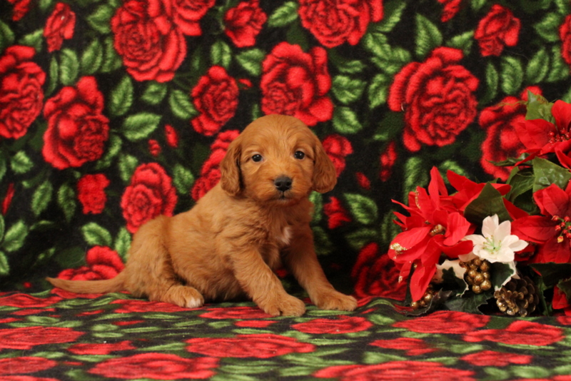 puppy, for, sale, Mini Goldendoodle F1, Matthew B. Stoltzfus, dog, breeder, Gap, PA, dog-breeder, puppy-for-sale, forsale, nearby, find, puppyfind, locator, puppylocator, aca